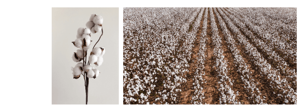 cotton_1_